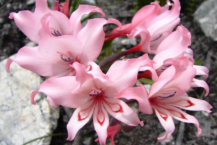 Gladiolus Carneus 8 Seeds, Painted Lady Garden Or Container Plant From USA