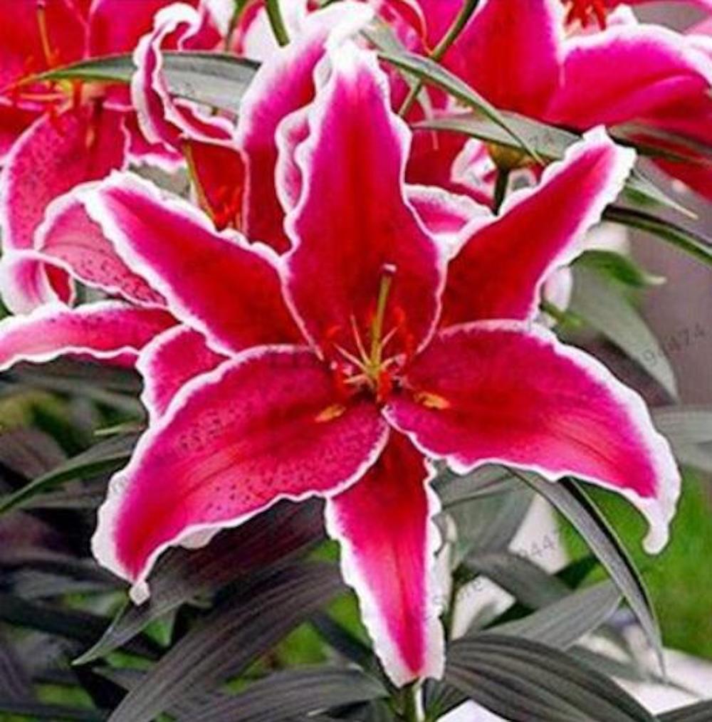 20 EXOTIC rare LILY SEEDS for garden flower perennial plant beds USA SELLER USPS