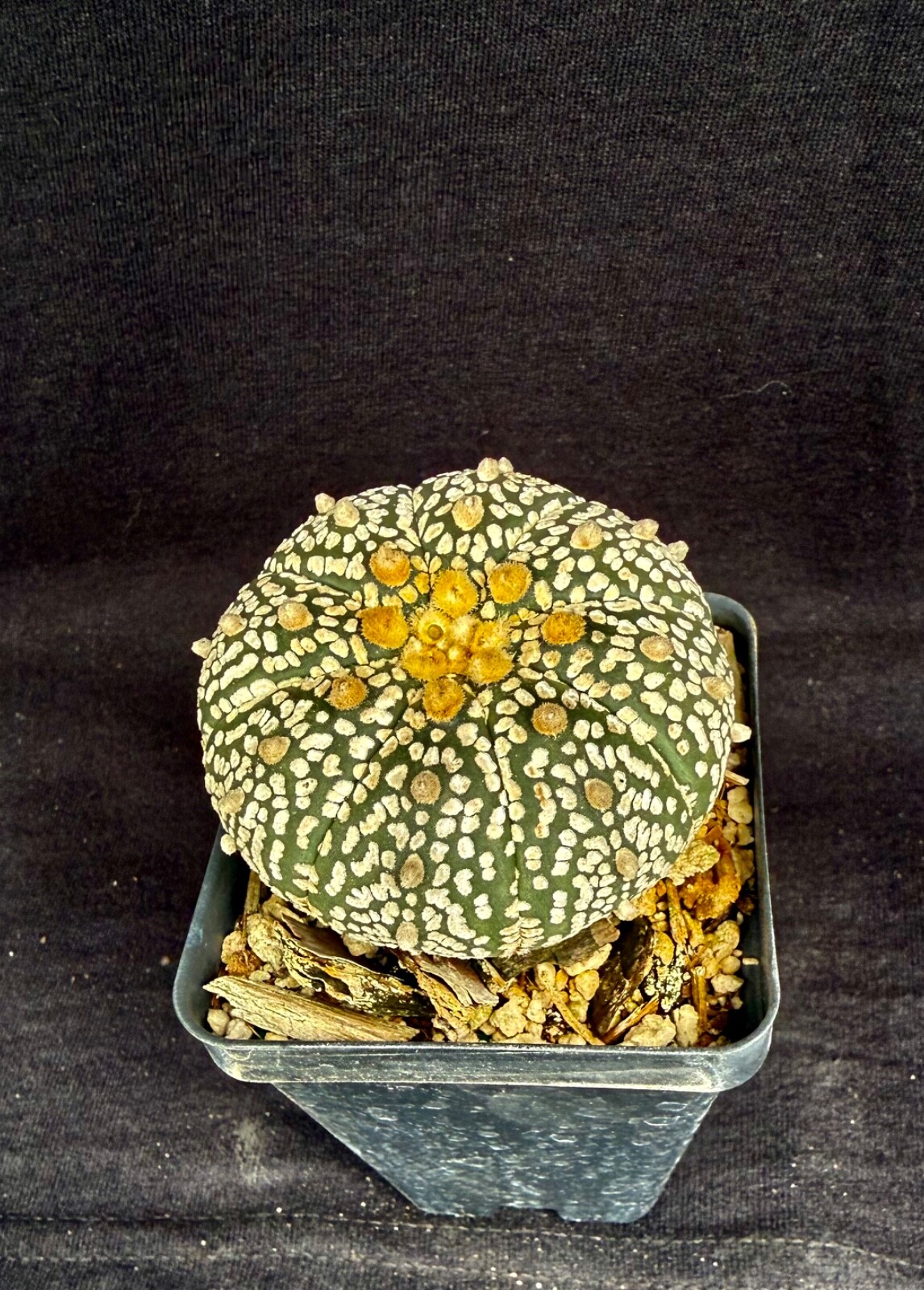 Astrophytum asterias cv. Super Kabuto, cactus plant