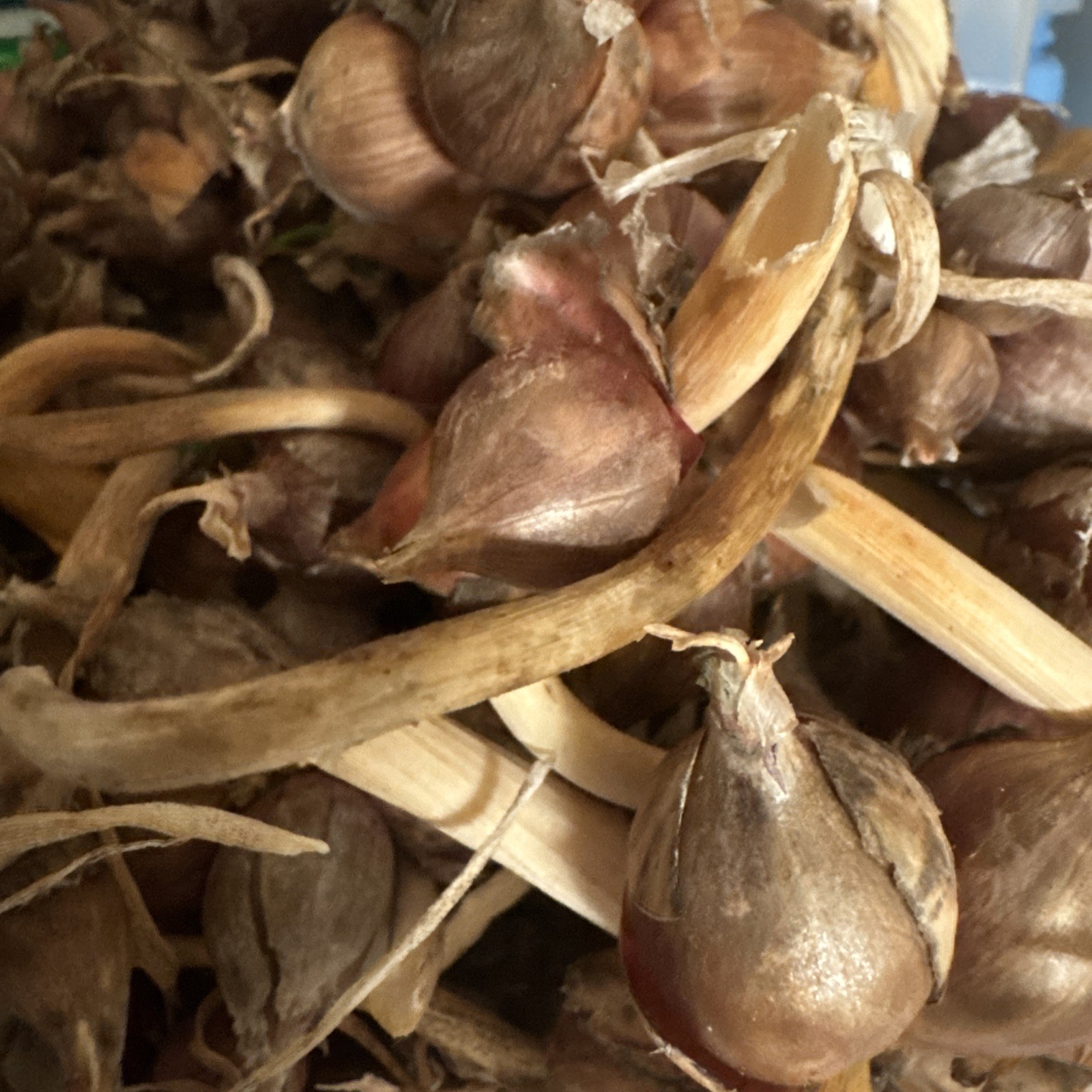 Egyptian Walking Onion Top Set Cluster of 25 plants matured plants see read