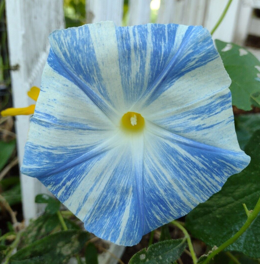 100+ Morning Glory Seeds Mystery Mix | Purple/Blue/Orange/Red/Pink/White/Striped