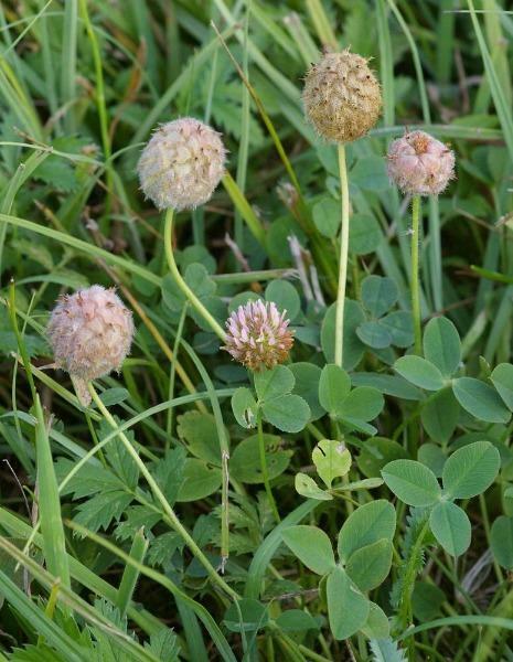 Trifolium fragiferum | Strawberry Clover | Strawberry Headed Clover | 250 Pellet