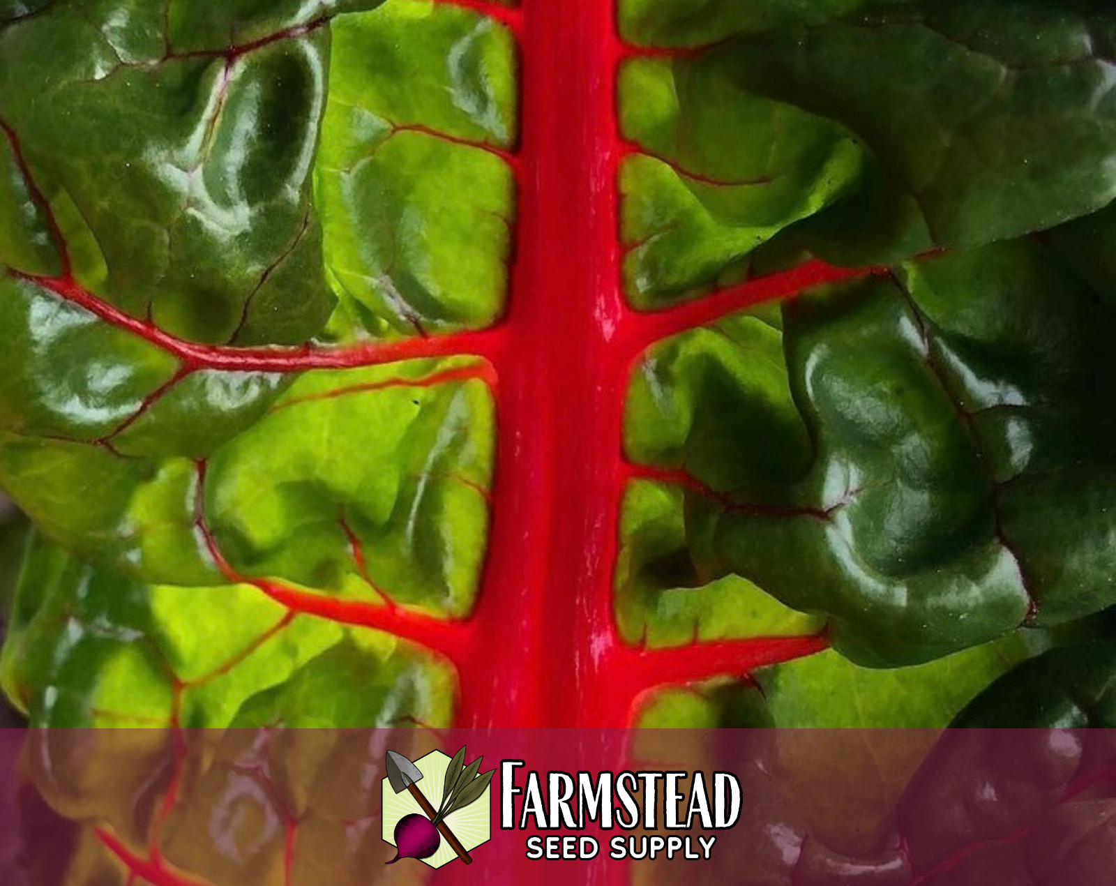 400+ Swiss Chard Seeds [Red Ruby] Vegetable Gardening, Heirloom, Non-GMO, USA