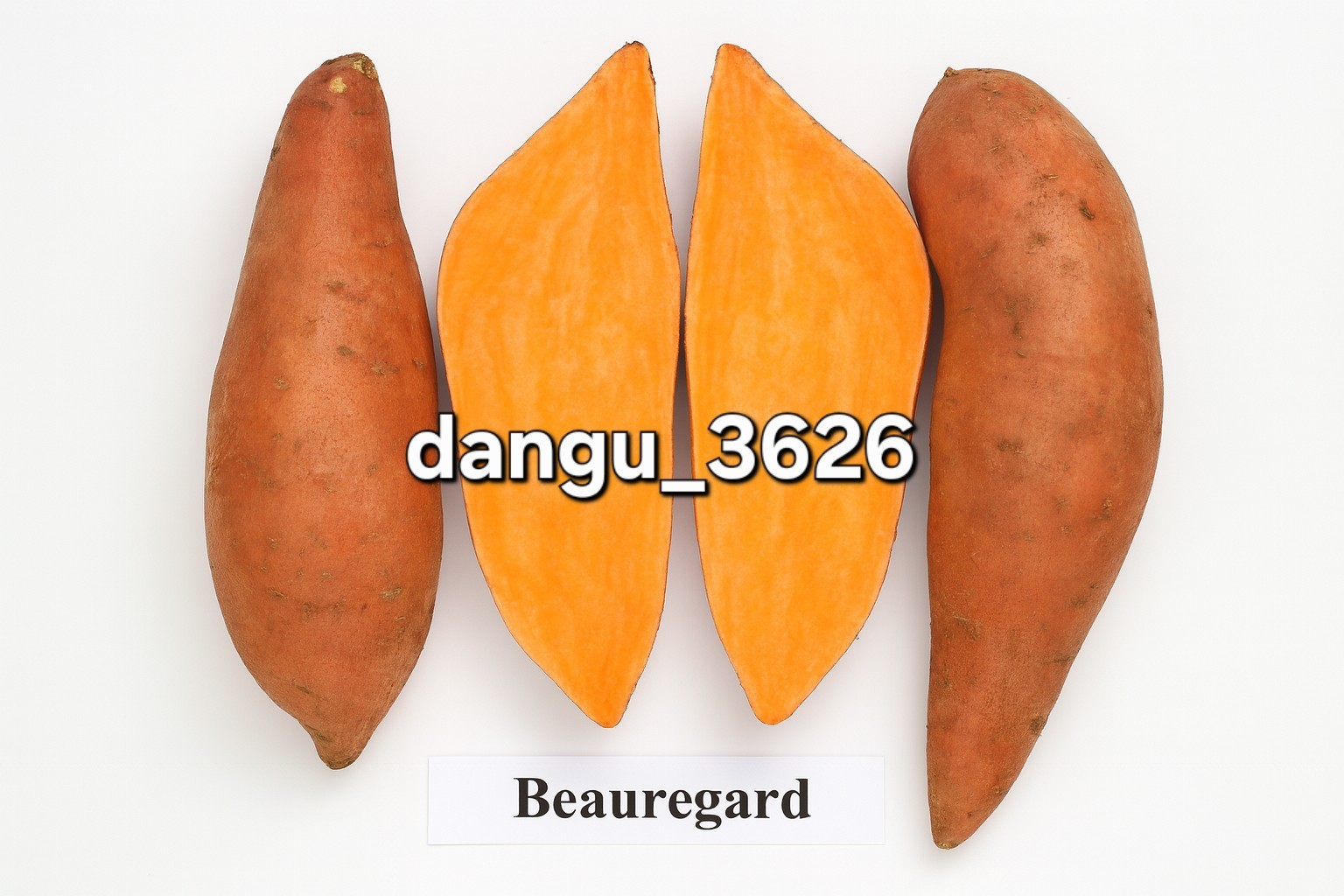 15 Beauregard Sweet Potato Slips Organic Orange Flesh Variety – Khoai Lang