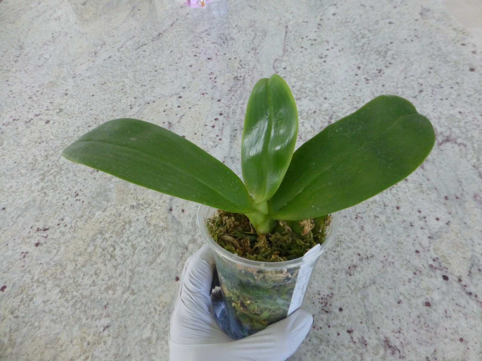 Phalaenopsis Phal. Orchid World ‘Bonnie Vasquez’ AM/AOS GM/12WOC In 3″ Pot