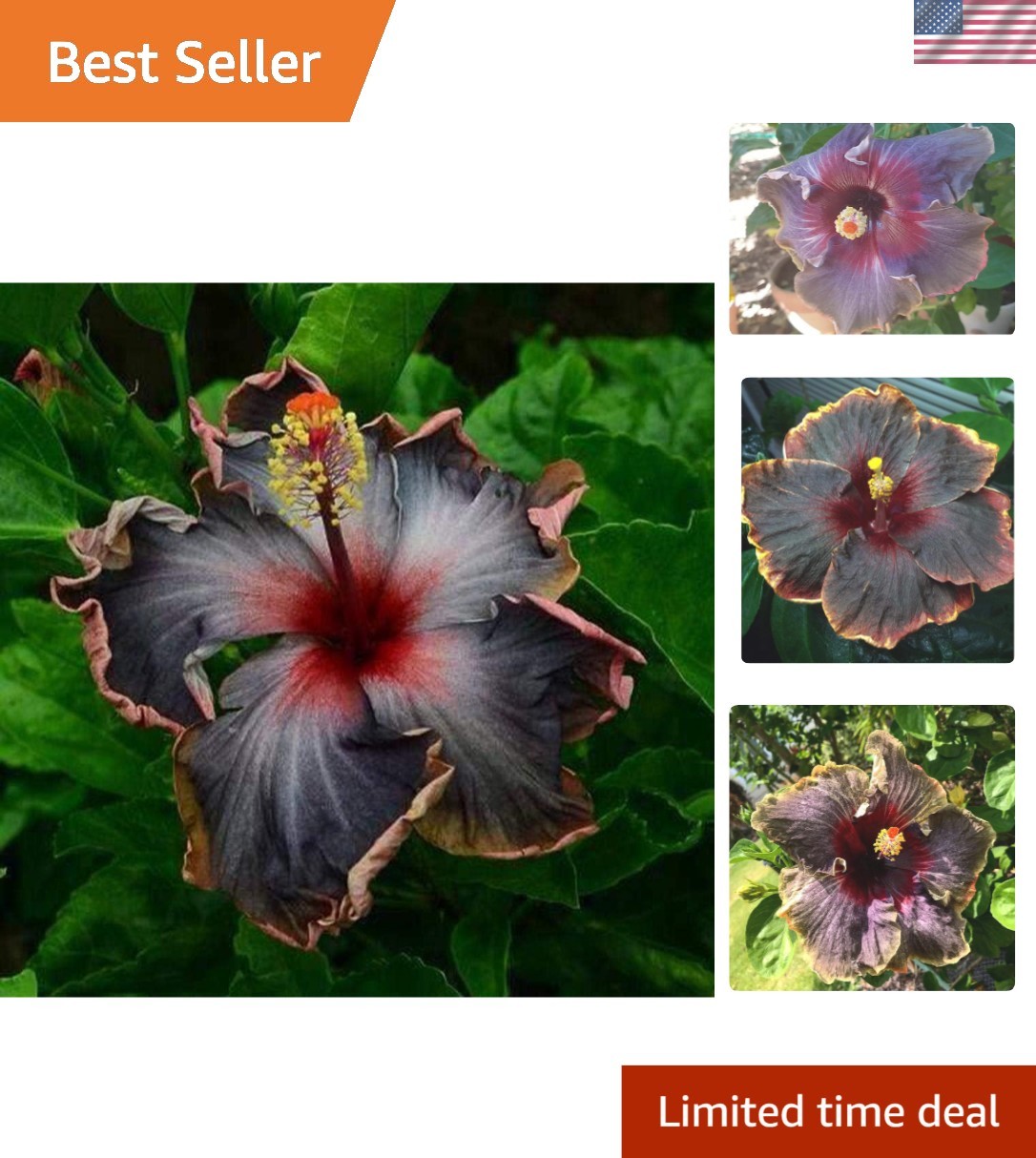 Giant Heirloom ‘Black Rainbow’ Hibiscus Seeds – 20 Count for Vibrant Blooms