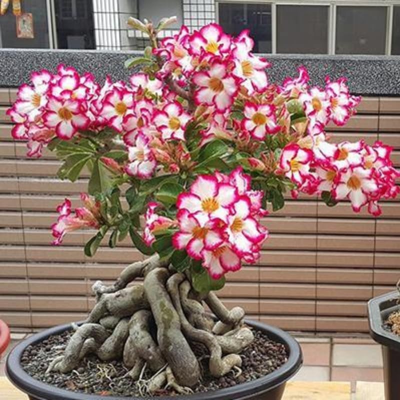 2 Red Desert Rose Live Plants 3-6 Inch Tall, Adenium Tropical Succulent