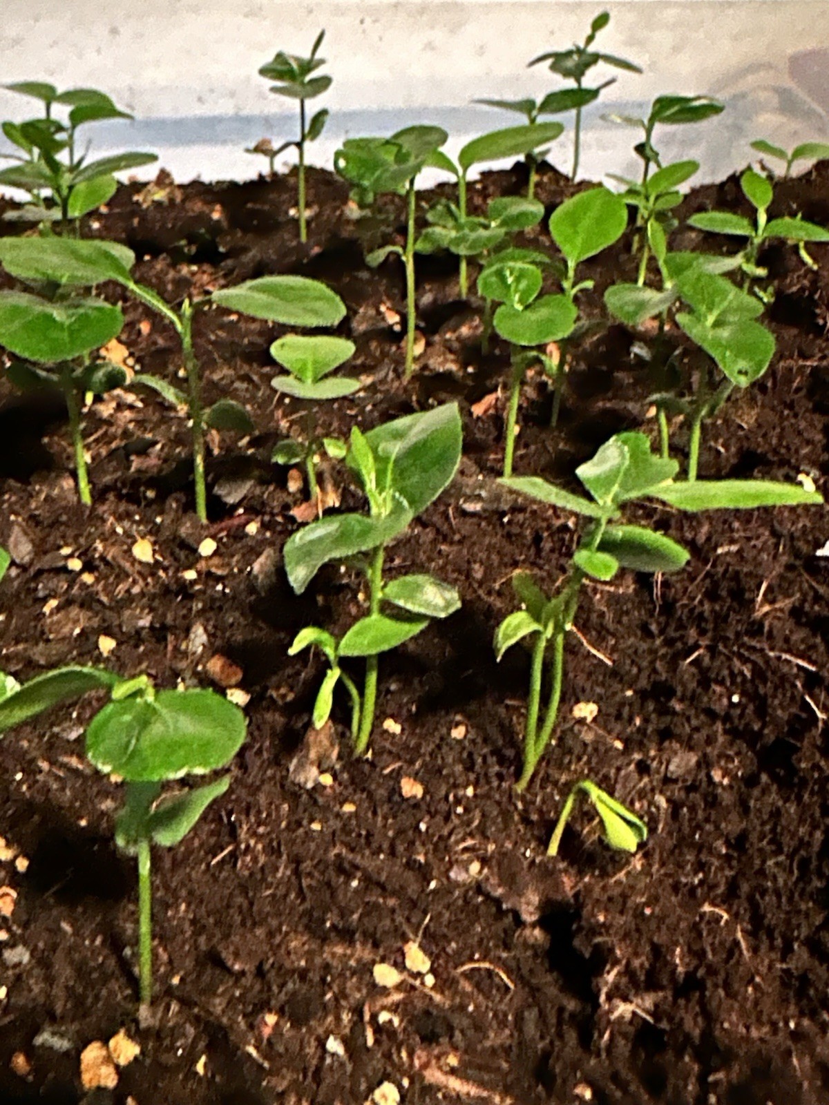 50+ Kaffir Lime Seeds Harvested 9/2025 Always Fresh And New Seeds มะกรูด
