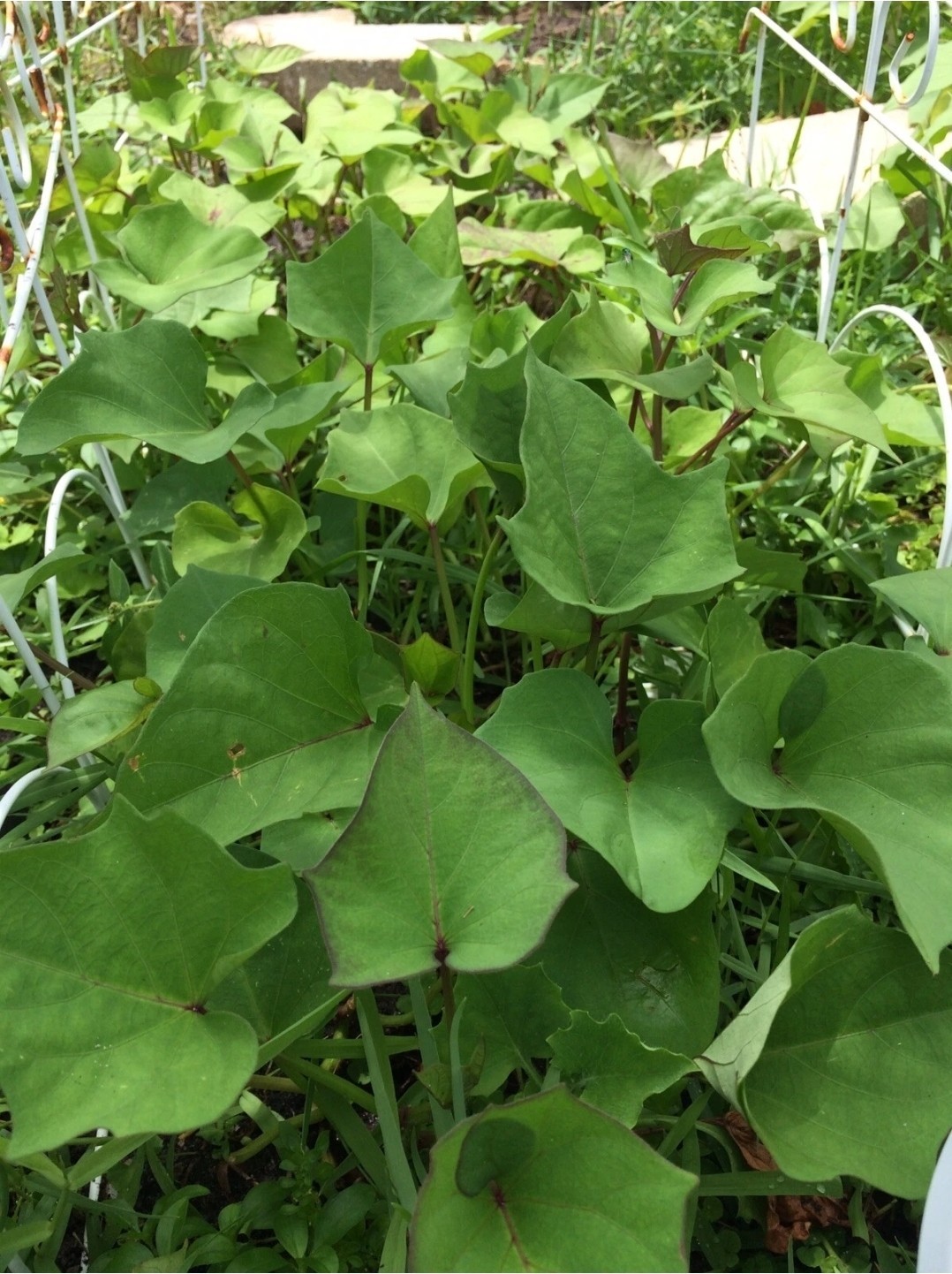 15 Beauregard Sweet Potato Slips Organic Orange Flesh Variety – Khoai Lang