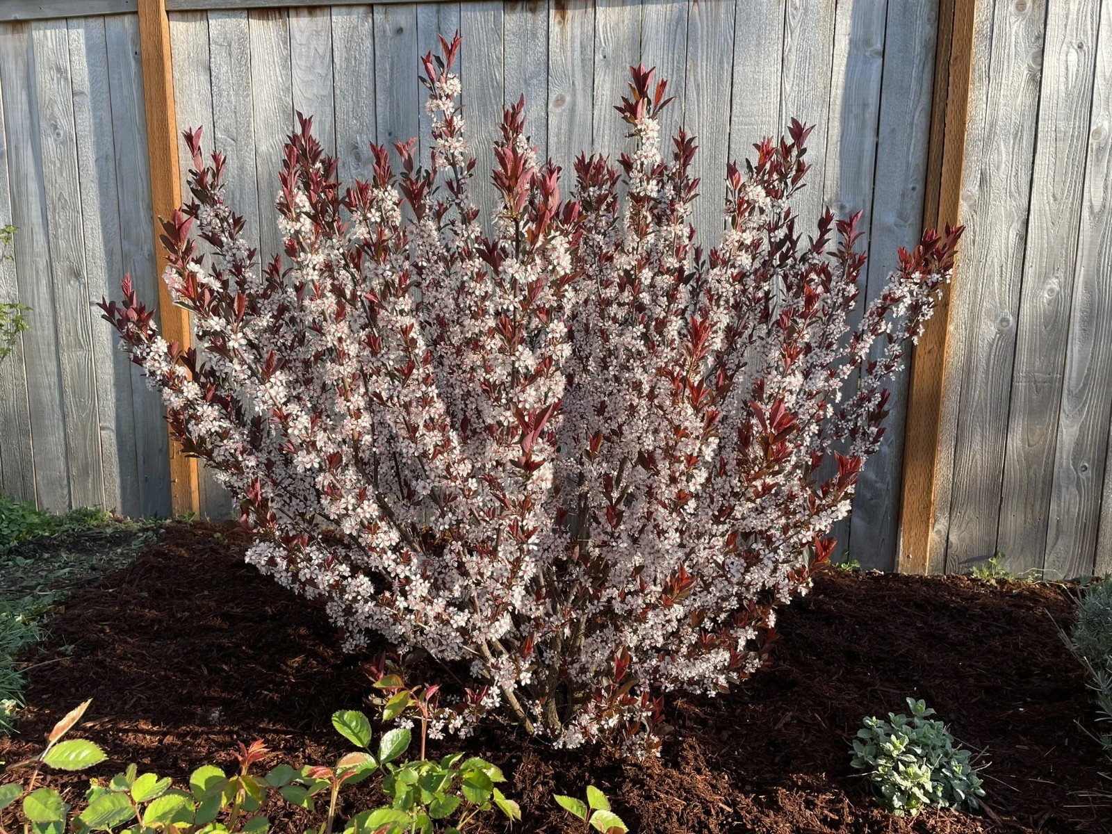 3 Purpleleaf Sand Cherry 12-24″ Shrub Bare Root Starter Plant – Prunus x cistena