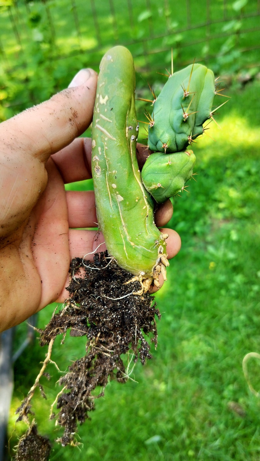 Sacred Cactus – Bridgesii TBM -Short Type- Fully Rooted ( Exact Cactus)