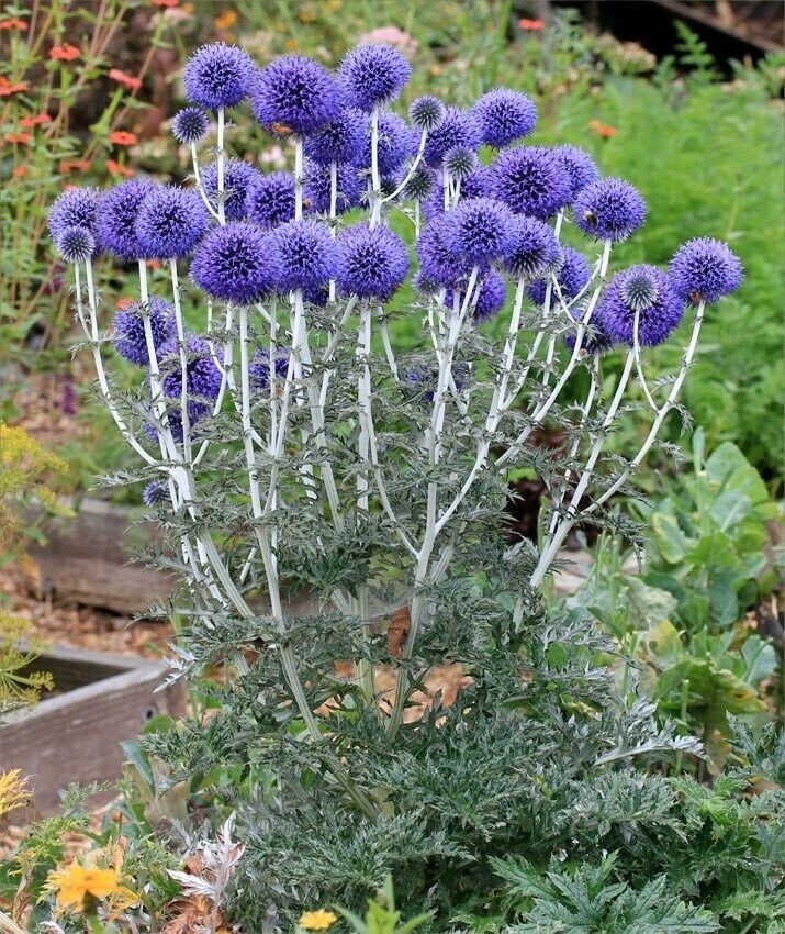 Purple Giant Allium Giganteum Beautiful Flower Seeds Garden Plant 50Pcs