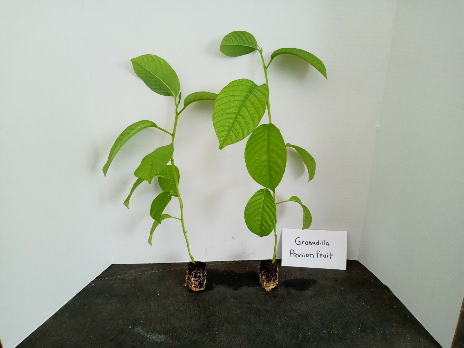 Giant Granadilla passion fruit – passiflora live starter plant includes free shi