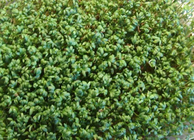 Curled Cress, Peppergrass, NON-GMO, Variety Sizes Sold, FREE SHIPPING
