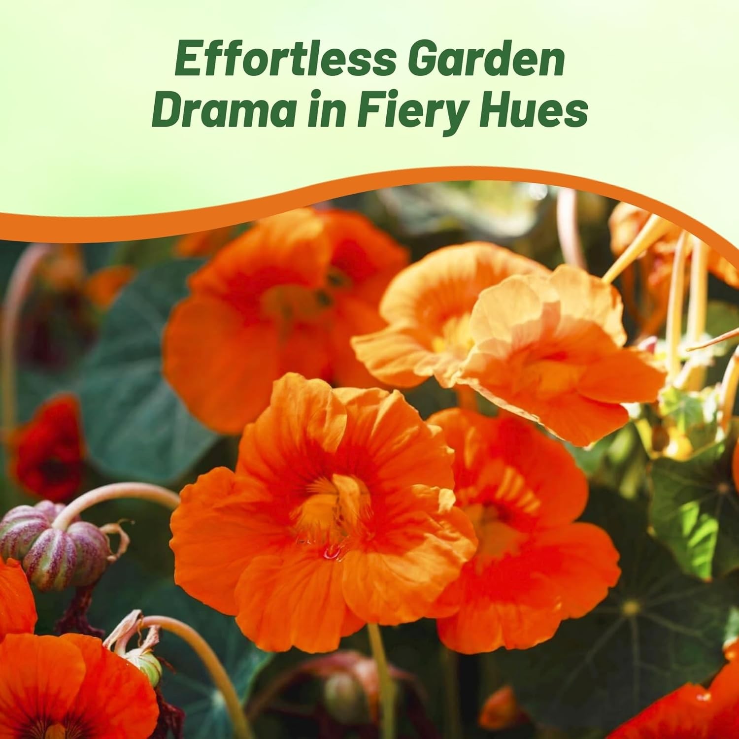 200 Seeds Nasturtium Seeds – Climbing Spitfire Flower Seed