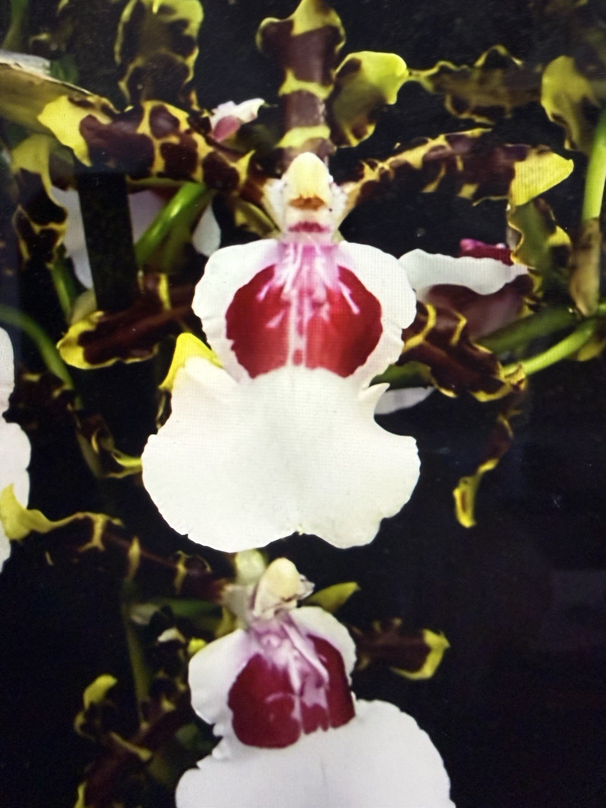 ORCHID Plants 20 Onciduim bulbs $1 each 20 minimum not marked br