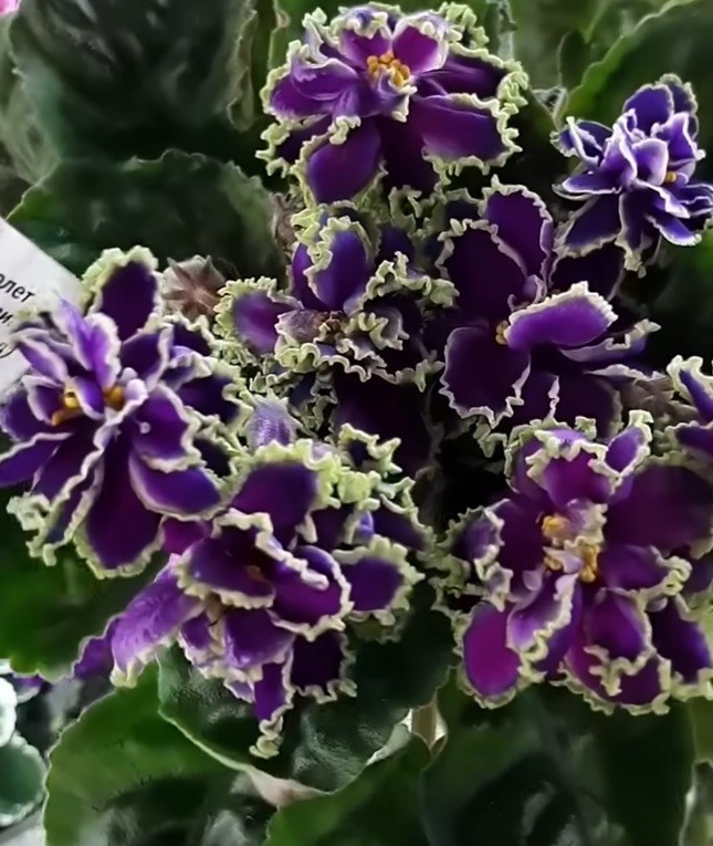 African Violet PLANT ~ AV- Polet Valkiriy(Ride of the Valkyries) Starter Rare