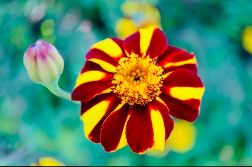 25 French Marigold Seeds – Court Jester (Tagetes patula) Heirloom Seeds USA