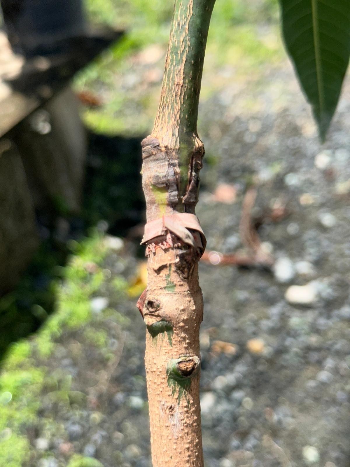 Big Grafted Mango (Mangifera ) Alphonso Live Fruit Tree (1.5-3 ft) Indica