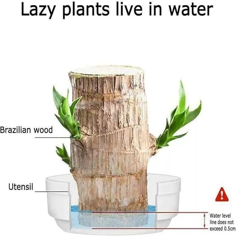 Brazilian Wood Plant Water Raise Mini Brazil Lucky Wood Potted Tree Indoor Decor