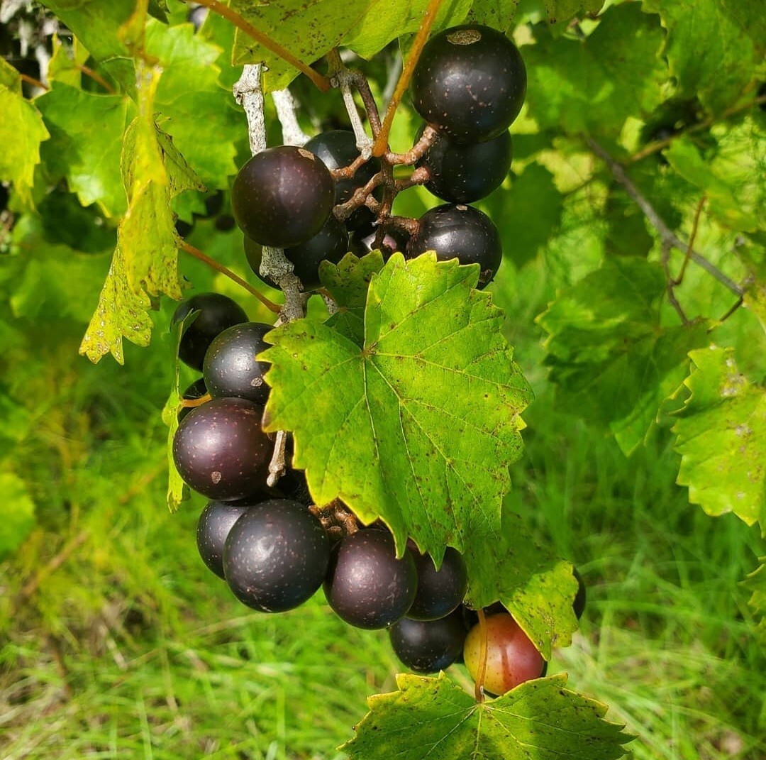 1 oz. NOBLE Florida Muscadine Grape Seeds Vitis Rotundifolia Edible, Wine