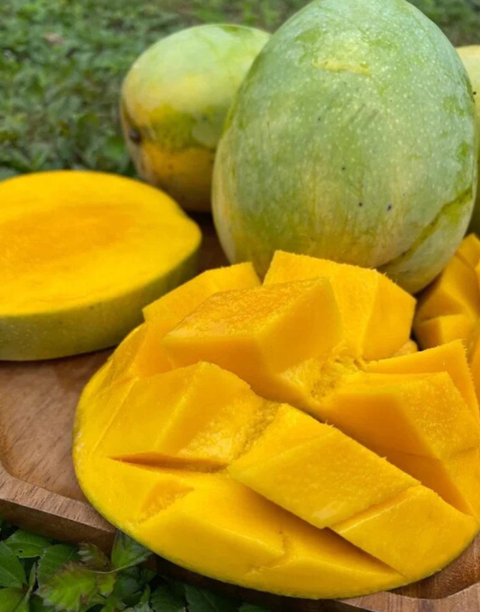 Live Grafted Kathy K3 Mango Tree – 3 Gal Pot – Tropical Fruit Tree – No Ship to