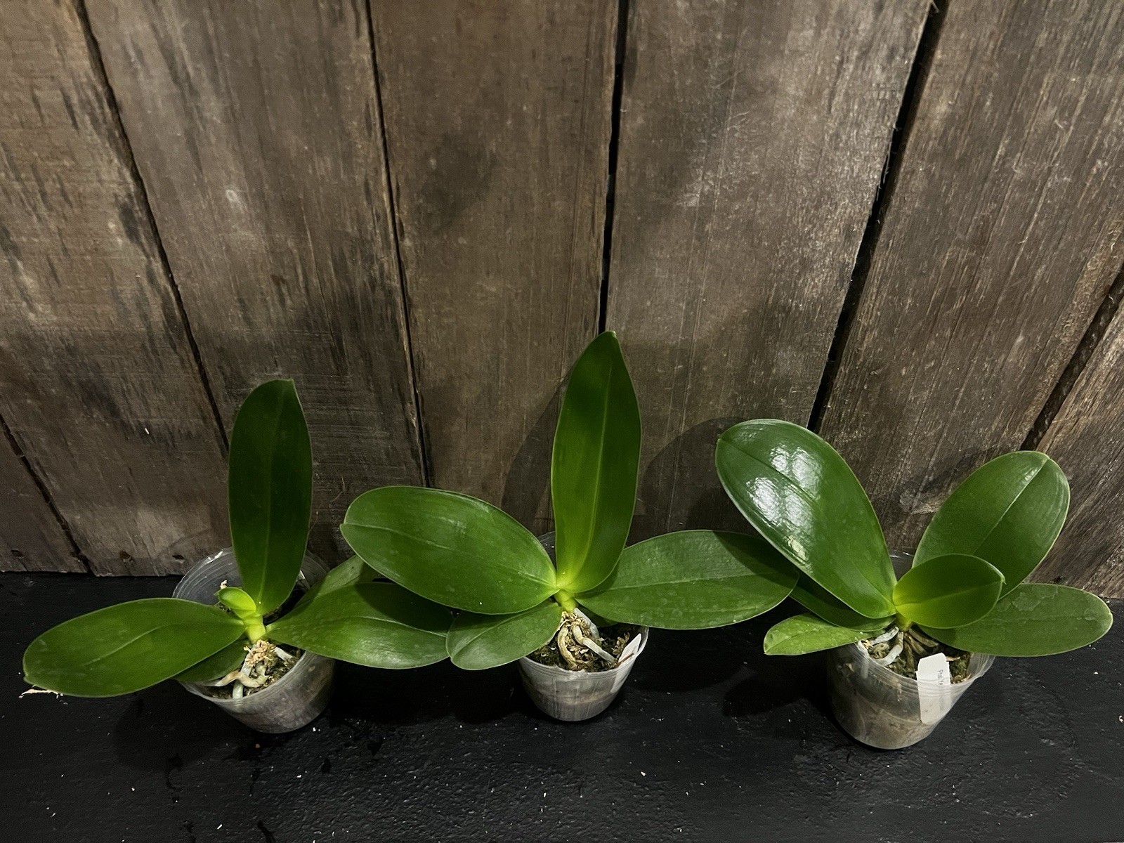 Phal. Yaphon Black Rose, Mericlone, Blooming Size, FREE Shipping