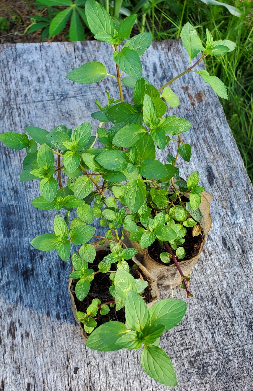 2x Chocolate Mint Plants (Mentha × piperita) – Heat-Tolerant Peppermint