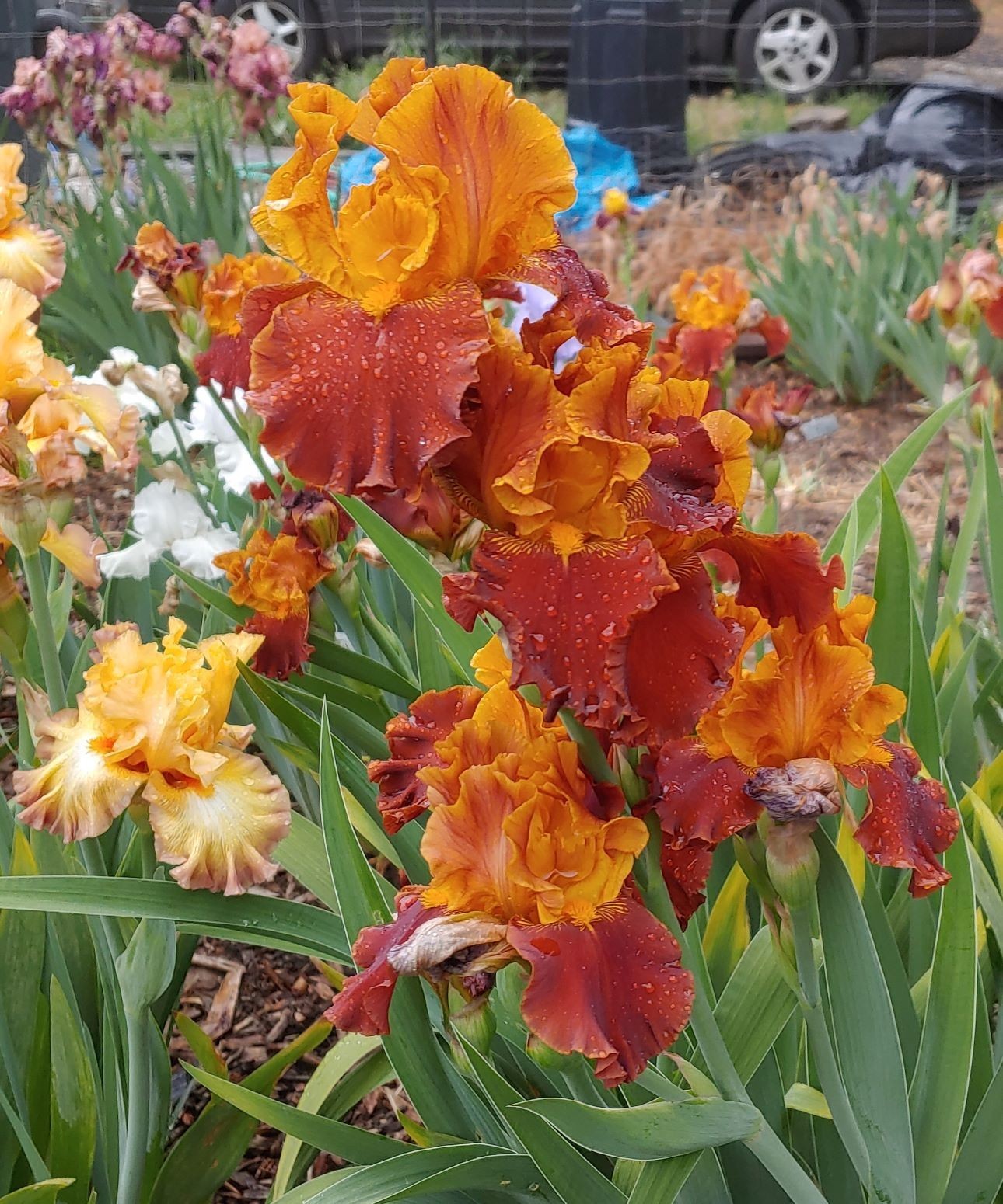 ‘Colorado Expressions’ ‘ ﻿ TB Bearded Iris Rhizome PRE-SALE to Ship Aug/Sept