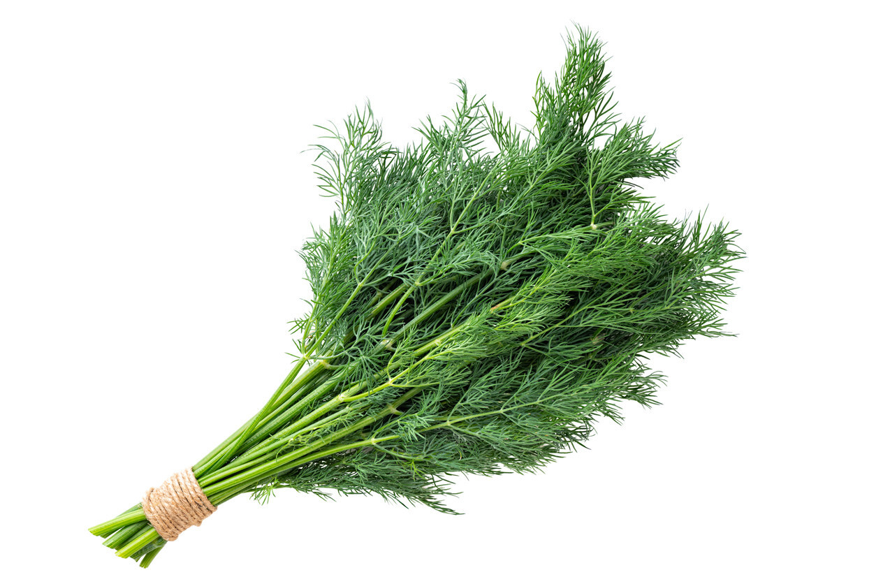 DILL MAMMOTH 100+ SEEDS Anethum graveolens