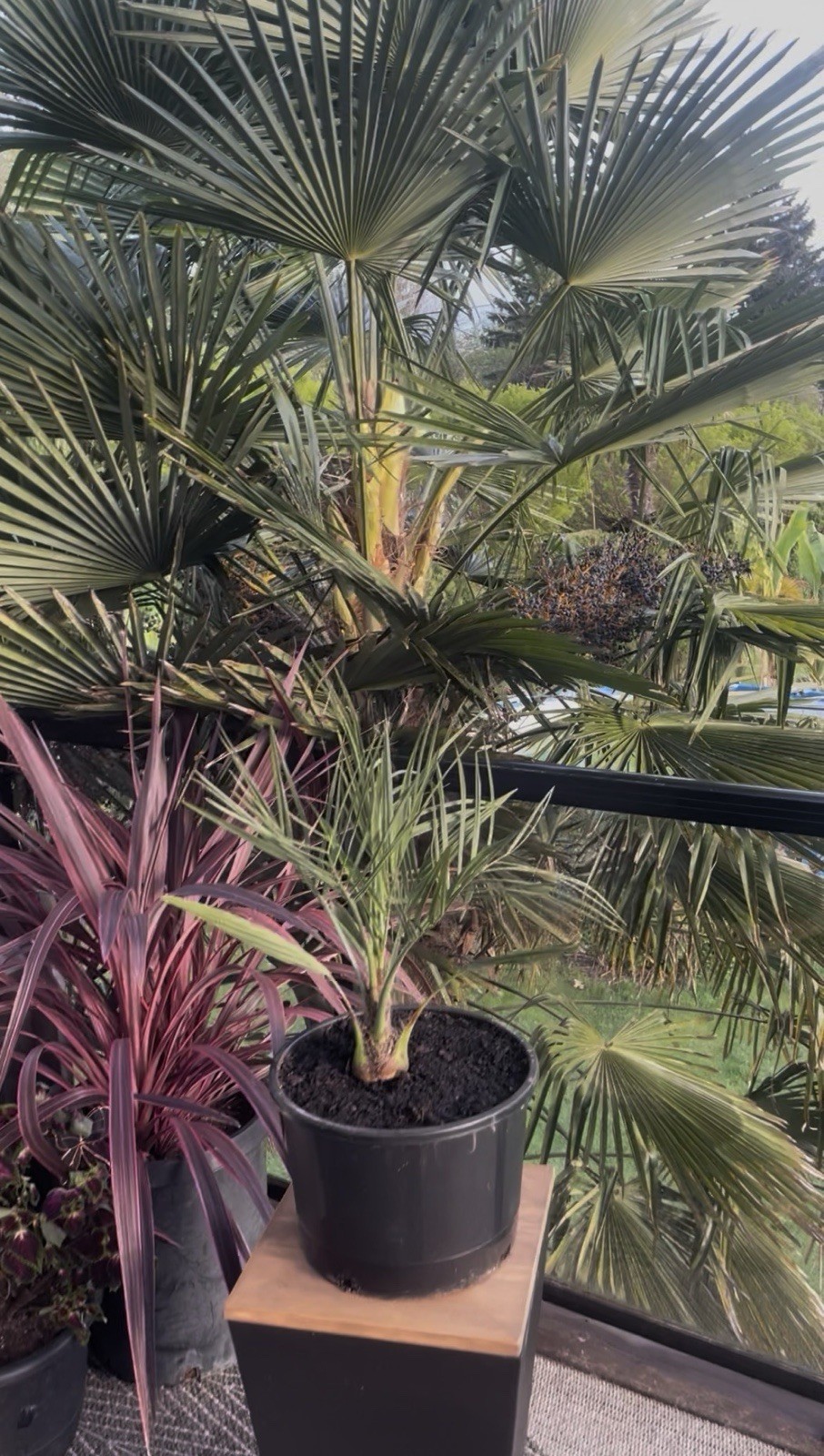 Butia X Jubaea Hybrid – LIVE – 10F Cold Hardy Snow/Ice Resilient – Rare Tropical