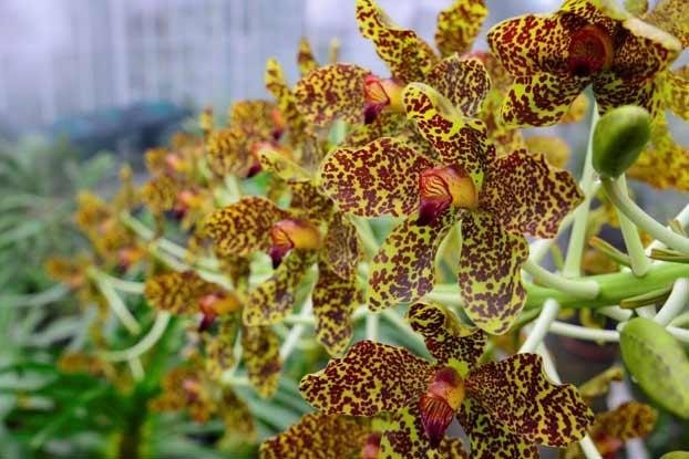 Orchid Plants Grammatophyllum Speciosum species