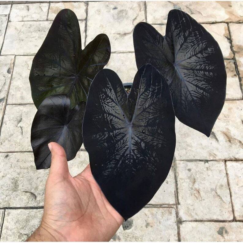 Black Coral Colocasia / Elephant Ear, Large 1 Gallon Size