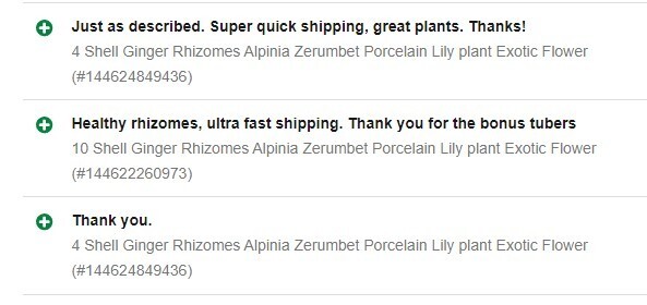 Spiral Ginger Rhizomes (Costus barbatus) Lot of 3 Rhizomes