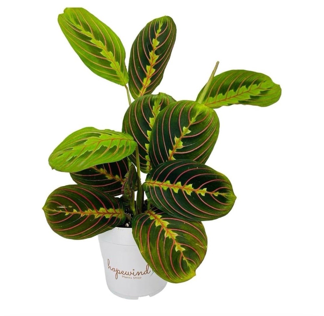 Maranta Red Prayer Plant, Easy To Care Live Indoor Plant In 4 Inch pot