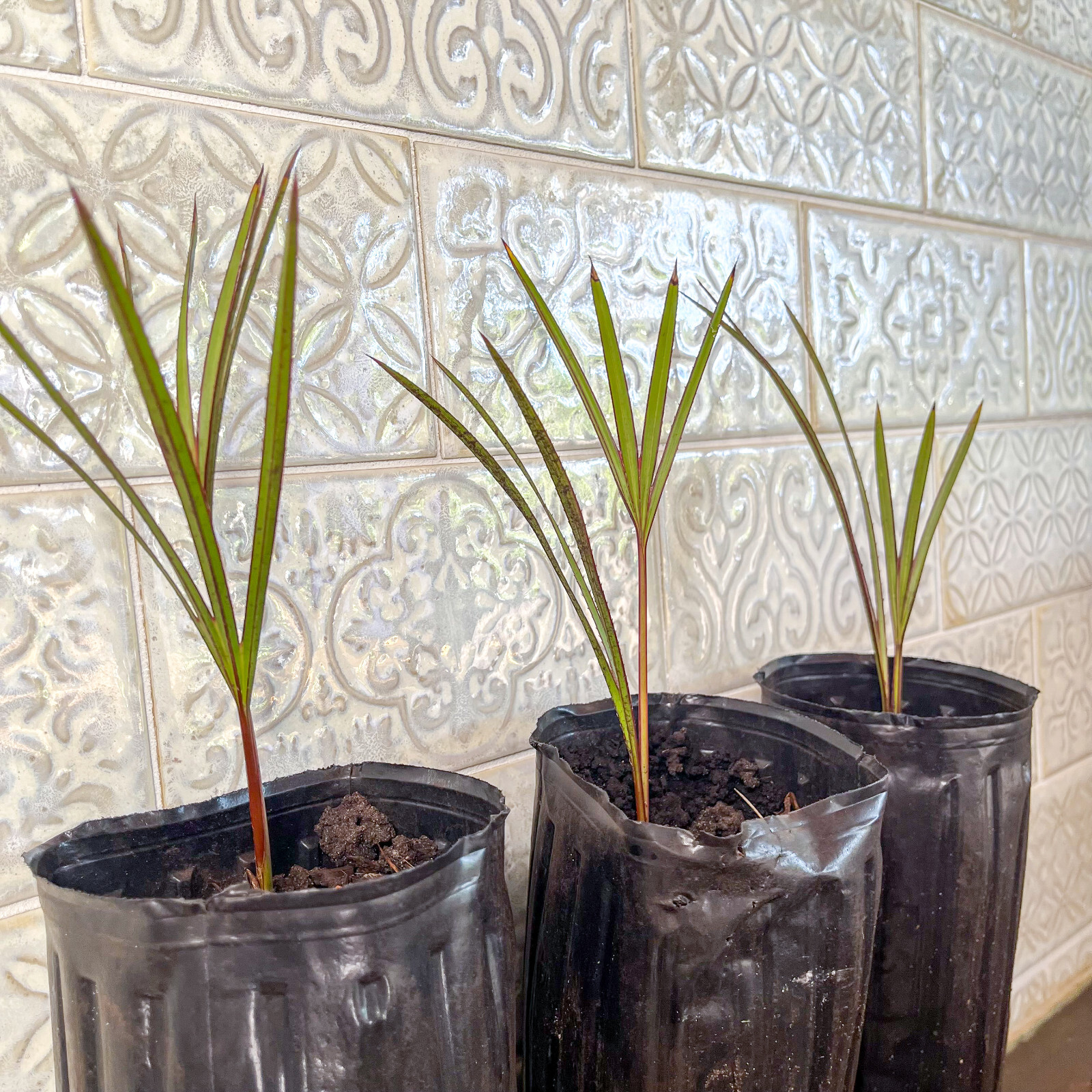 🌴 Latania Palm Seedlings- 6″-10″ Tall – FREE Shipping – Add to your collection!