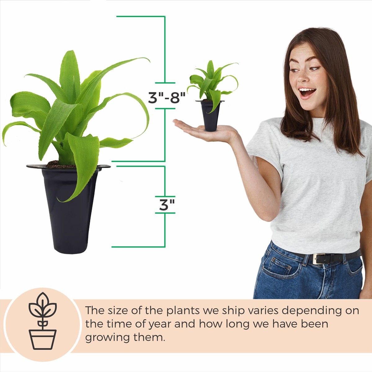 Pineapple Plans. Set of 4 starter plants.