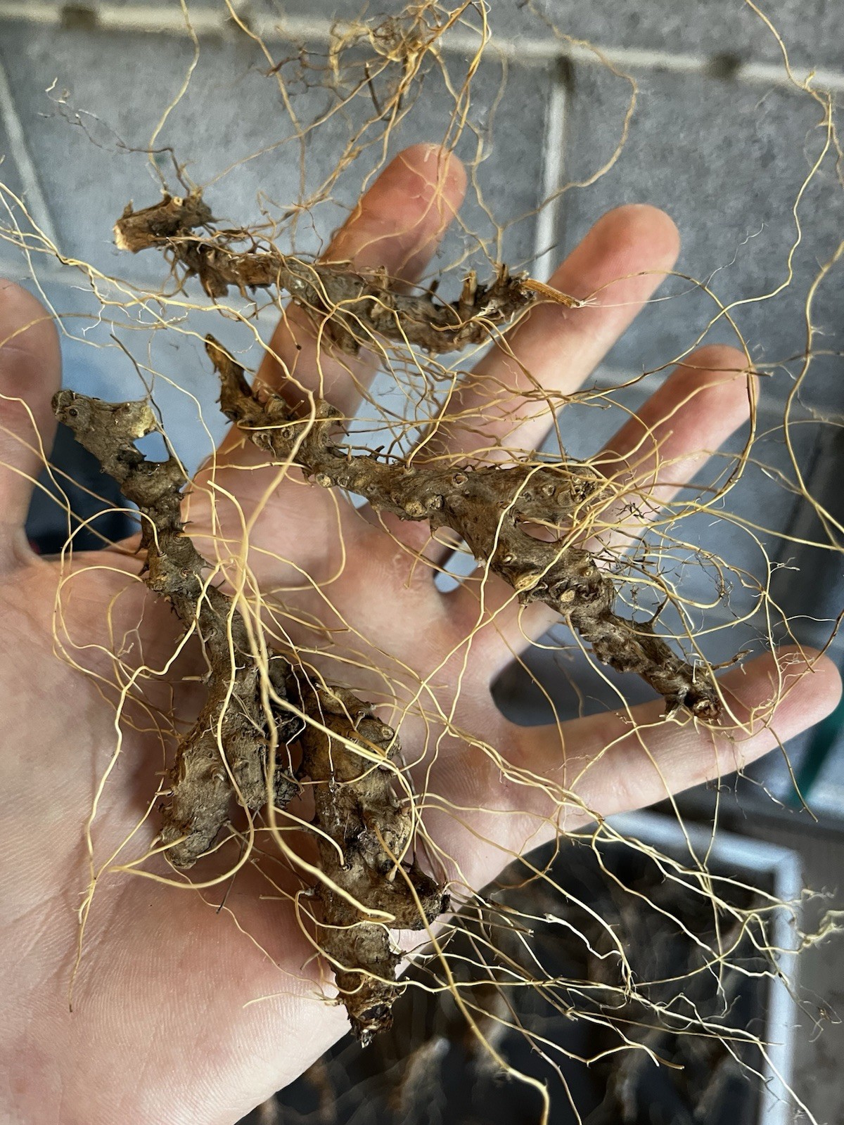10 Wild Yam Root Bare Live Roots (Dioscorea villosa) Native Wildflower