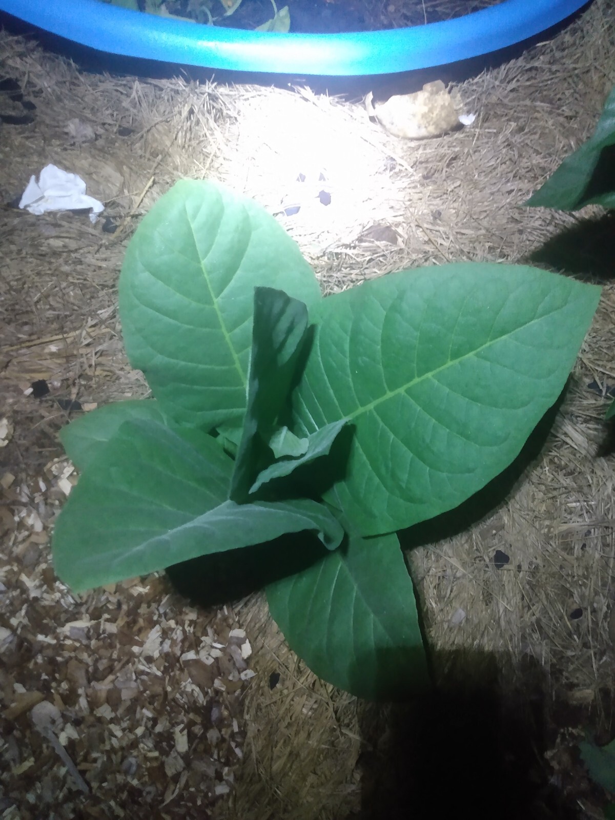 LOUISIANA PERIQUE TOBACCO Nicotiana tabacum 150 seeds! 2022 harvest. Smoking