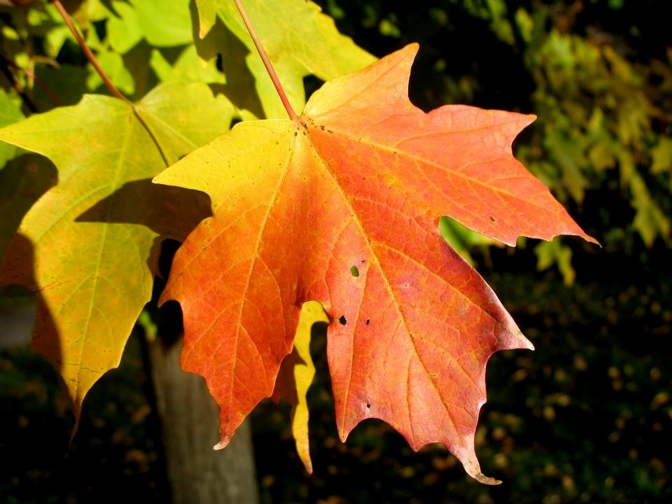 Northern Sugar Maple Tree Seeds (Acer saccharum) Fall Color Cold Hardy to Zone 3