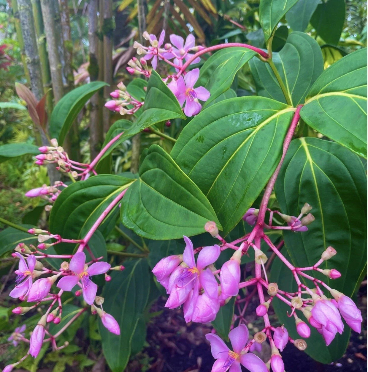 Medinilla Apoensis “Philippine Pink” Live Flowering Plant