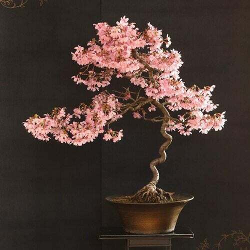Bonsai Cherry Blossom Tree Seeds | 10 Seeds | Excellent Bonsai Specimen