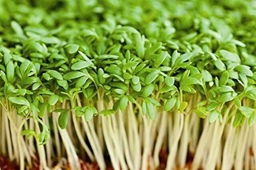 4 oz Cress