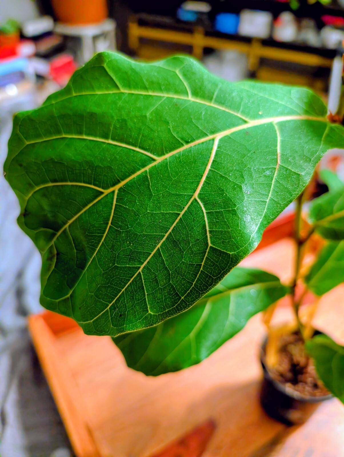 Fiddle Leaf Fig (Ficus lyrata) Houseplant Live Indoor Tree