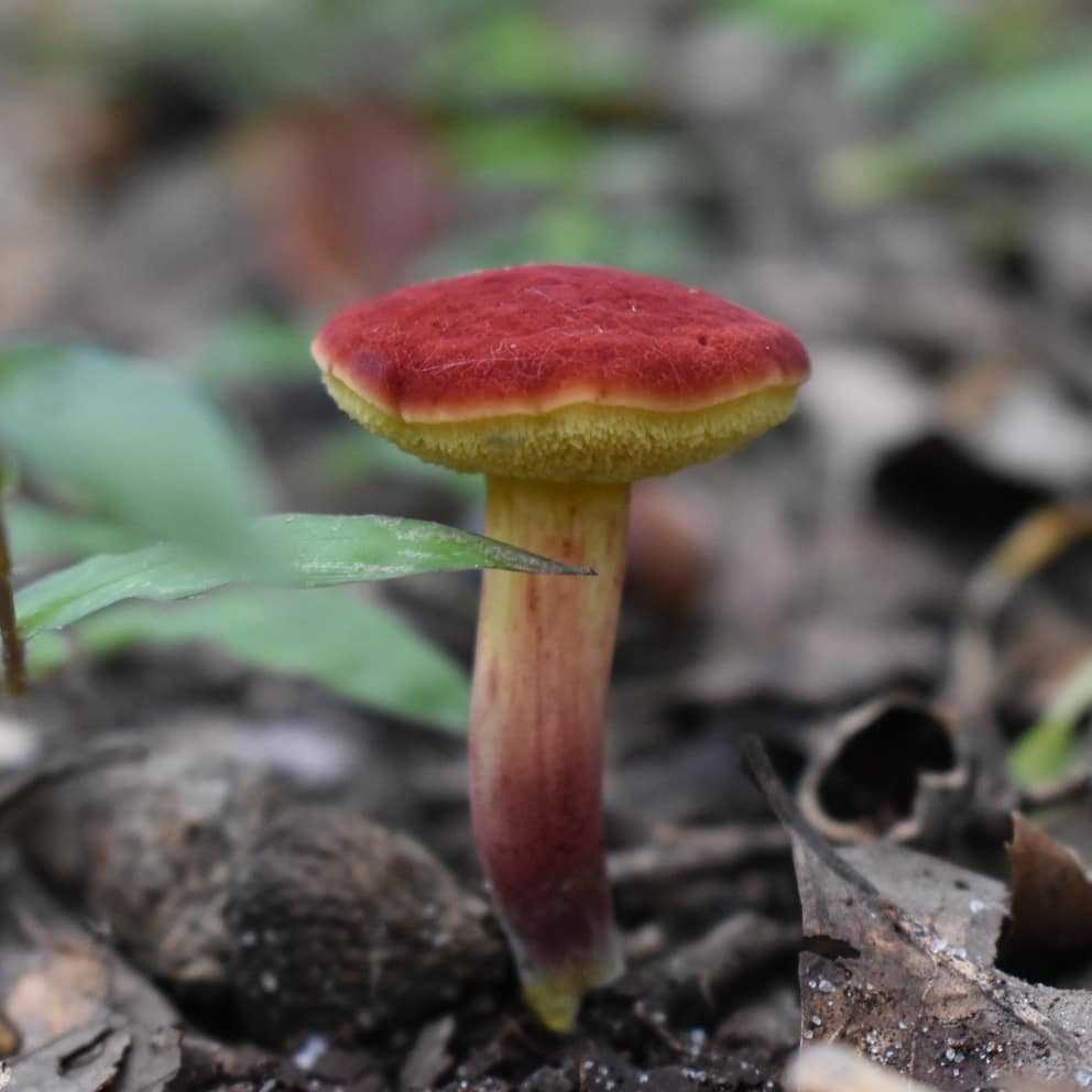 Seeds Mushroom Boletus Red (Xerocomus rubellus) Mycelium Spawn Spores Organic