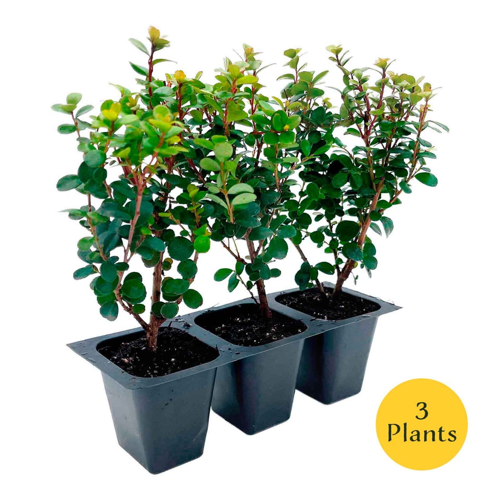 African Boxwood Myrsine (Myrsine africana) in 2.5” Nursery Cubes, Live Shrubs