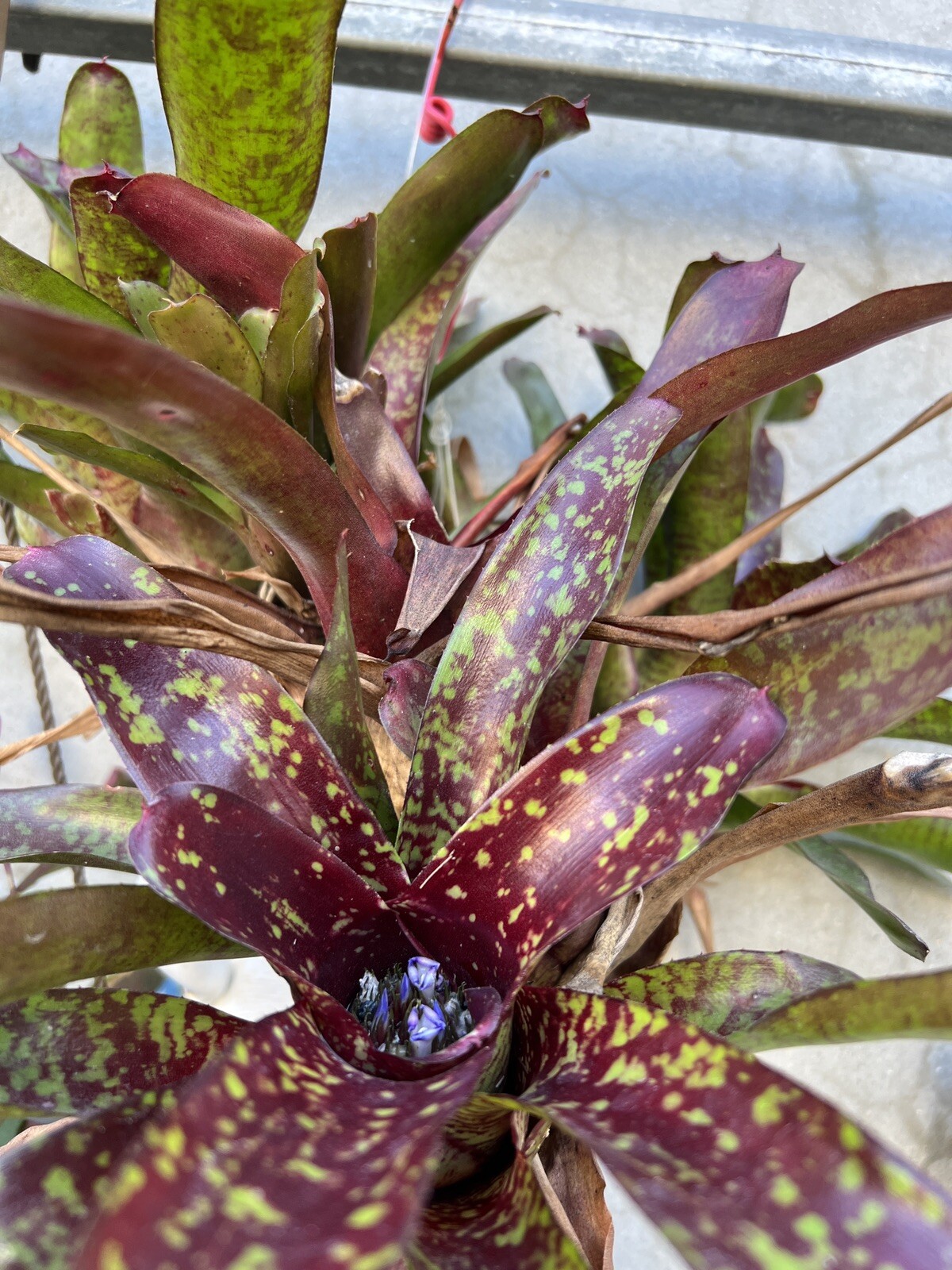 2 pups Exotic TROPICAL LANDSCAPE PLANT Pup Bromeliad colorful -unbranded
