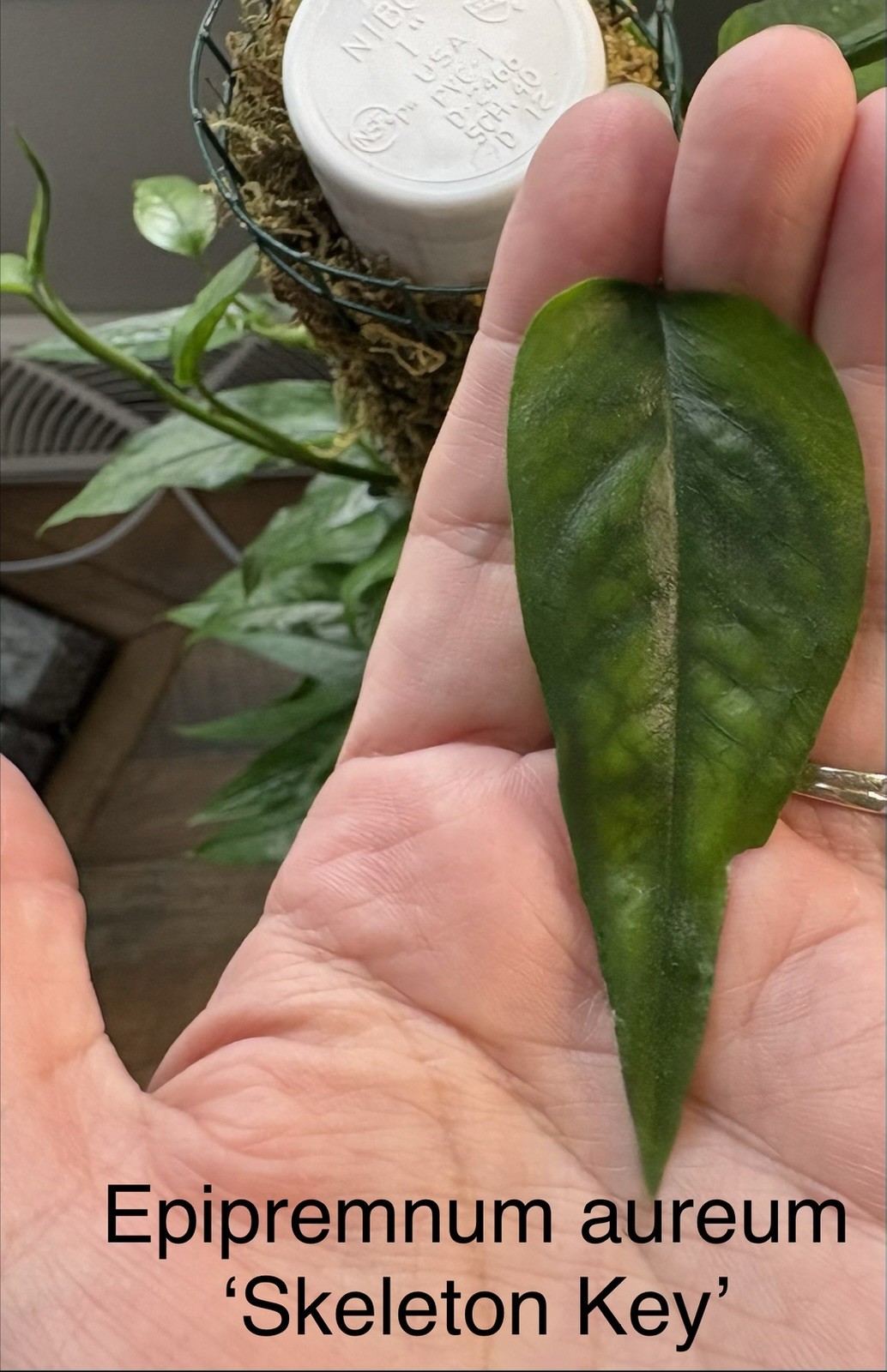 Rare Aroid Node Cuttings! Monstera 🌿 Epipremnum 🍃 Pothos – You Get 8 Types!