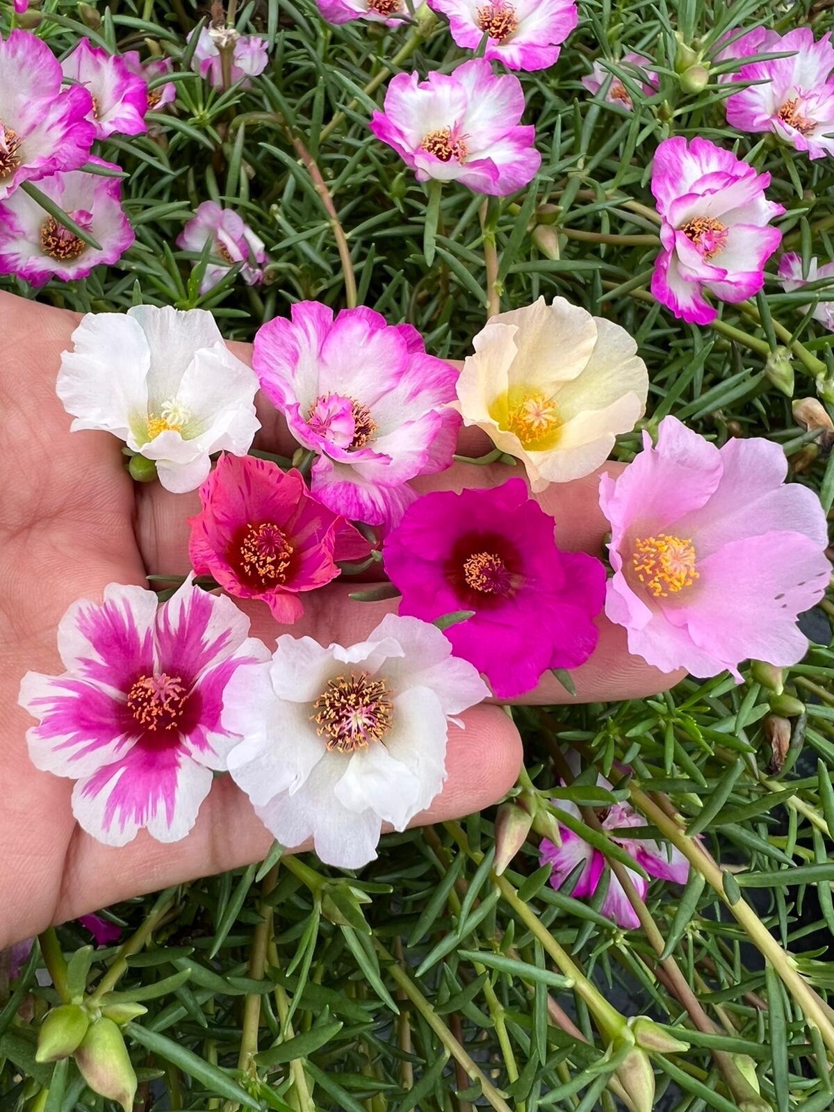 Random mixed colors of Portulaca