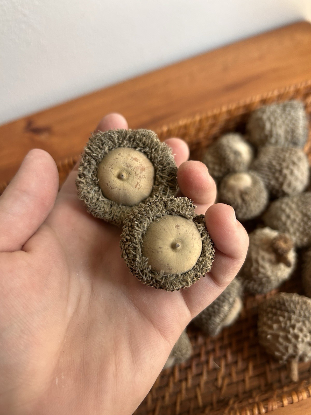 Set Of 18 Bur Oak Acorn Seeds Nature Craft Fall Wreath extra large acorns